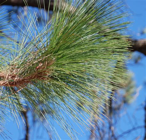 Pinus Roxburghii Chir Pine Indian Long Needle Pine Lon Flickr