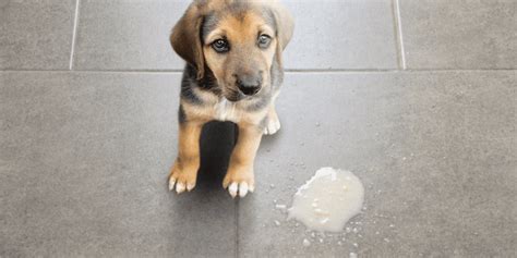 Il Cane Vomita Bianco Ecco Perch E Cosa Fare