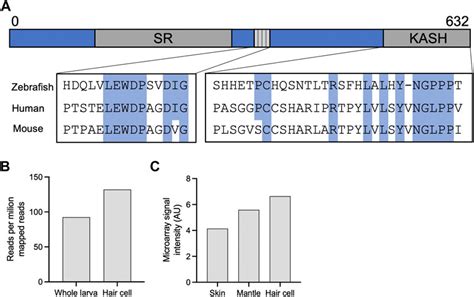 Frontiers A Nesprin 4 Kinesin 1 Cargo Model For Nuclear Positioning