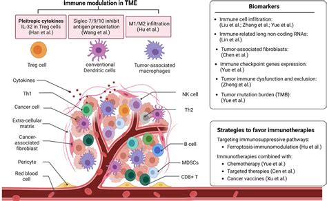 Frontiers Editorial Immune Modulation In Tumor Microenvironment New Perspectives For Cancer