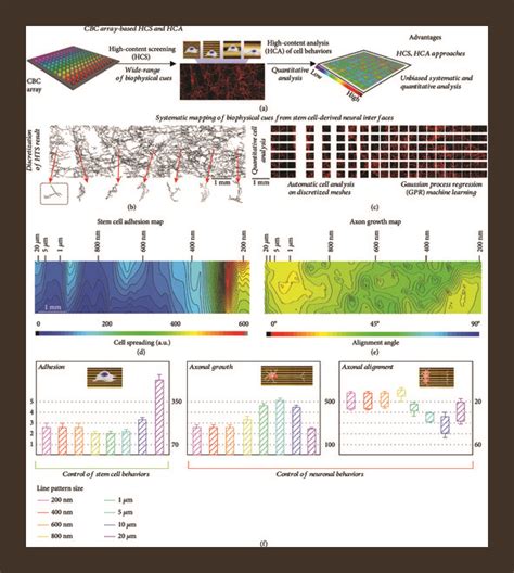 High Content Screening And Analysis Of Stem Cell Derived Neural