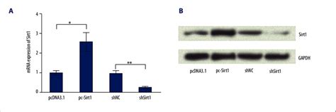 Effects Of Transfection On Sirtuin 1 Sirt1 Expression BaF3 Cells