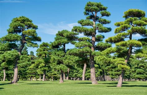 8 Ancient Trees Native to Japan