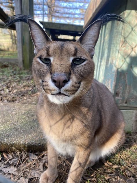 Nelly Caracal - Carolina Tiger Rescue