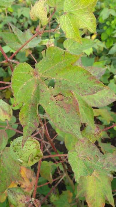 What Is This The Leaves Are Turning Into Red With No Flowers In The Tree Community Plantix