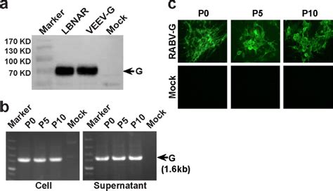 A Novel Rabies Vaccine Based On Infectious Propagating Particles