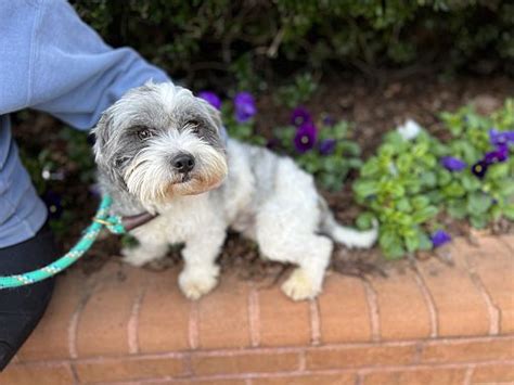 Atlanta GA Shih Tzu Poodle Miniature Meet Harry A Pet For