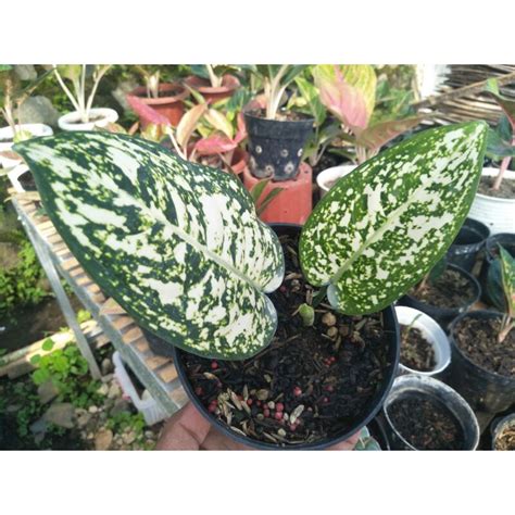 Jual Aglaonema Big Leaf Sesuai Foto Shopee Indonesia