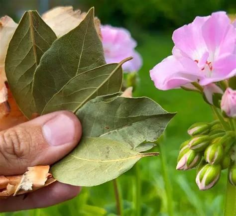 The Lemon Juice Trick To Revive And Bloom Your Orchids Home Garden Tips