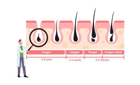 모발 성장주기 모발주기 과학 단계 모발 사람의 모발 성장 무료 벡터