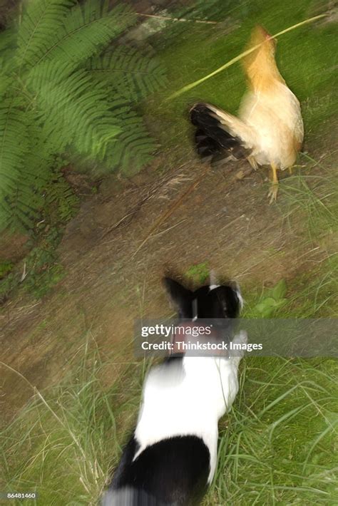 Dog Chasing Chicken High Res Stock Photo Getty Images