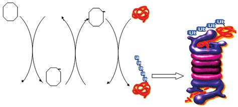 The Ubiquitin Proteasome Pathway Download Scientific Diagram