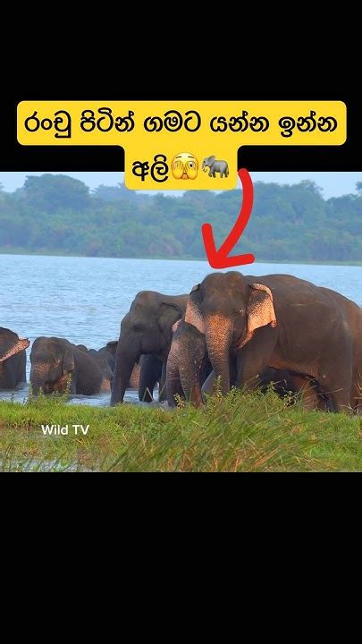 කන්තලේ වාන් ඇල ගමට පනින අලි රංචුව🫣 🐘shorts Shortvideo Elephant