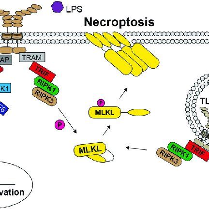 MLKL Mediated Necroptosis In Viral Responses Schematic Representation