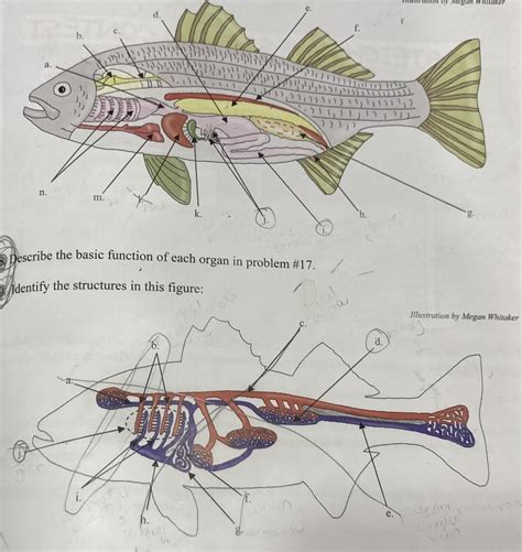 Apologia Biology Module Practice Diagram Quizlet