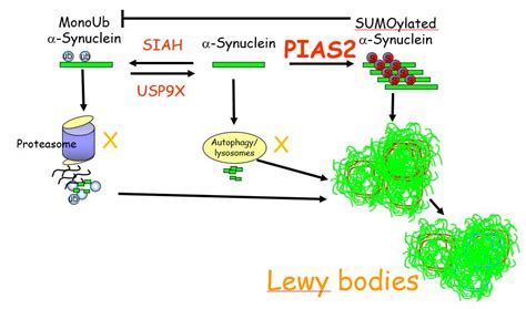 An In Vivo Paradigm To Study The Role Of Pink Siah Intra