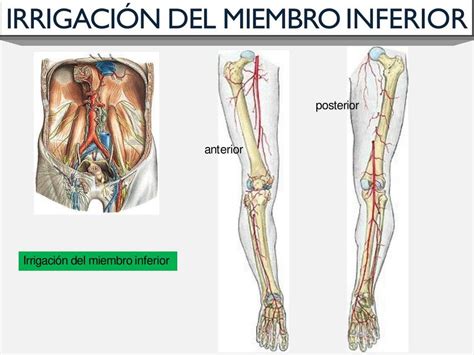 Irrigaci N Del Miembro Inferior Jhonny Miranda Mamani Udocz