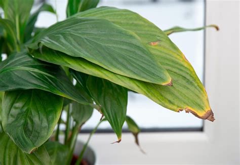 Planta De Casa Spathiphyllum Comumente Conhecida Como Spath Ou Pontas