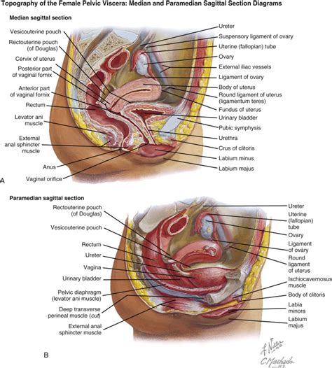 Female Reproductive Organ Structural Anatomical Model Median Sagittal