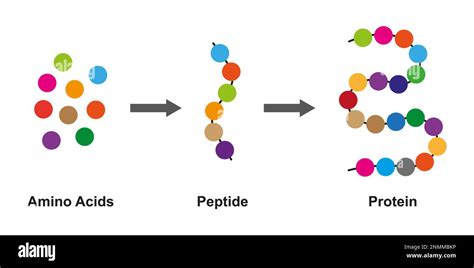 Protein Synthesis Process Hi Res Stock Photography And Images Alamy