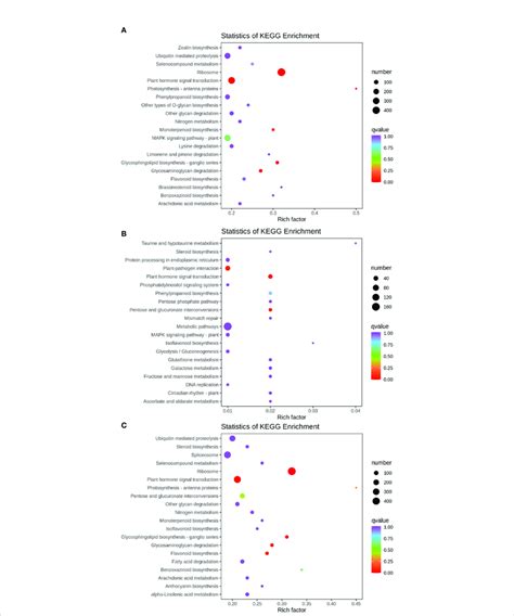 Kegg Enrichment Bubble Plot Differentially Expressed Genes Generated