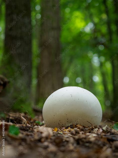 Calvatia Gigantea Mushroom Giant Puffball In Meadow Giant Puffball