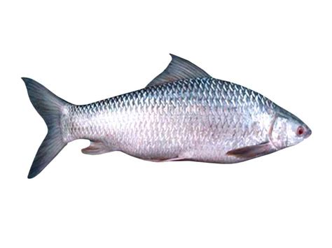 mrigal  fish eckos