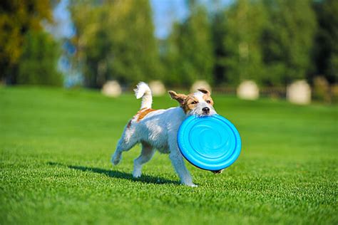 Pitchdog Flying Disc Clean Run