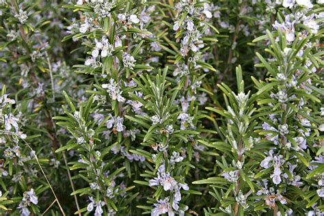 Rosemary Wikipedia