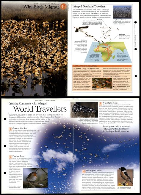 Why Birds Migrate Characteristics Discovering Wildlife Fact File Card