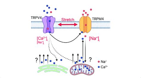 Model Of Trpm Dependent Calcium Oscillations Downstream From Trpv