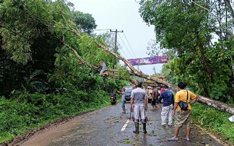 Pohon Tumbang Menimpa Kabel Listrik Di Lebak Ada Percikan Api Jpnn