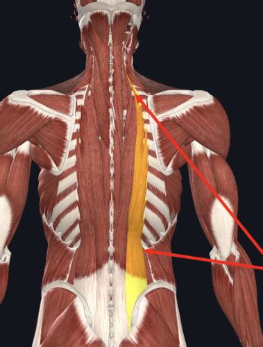 Anatomy Lab Exam Flashcards Quizlet