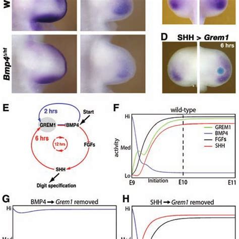 Shh Expression In Morphologically Equivalent Mouse M Musculus And