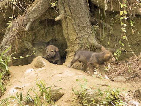 Red Wolf Pups Nature Watch