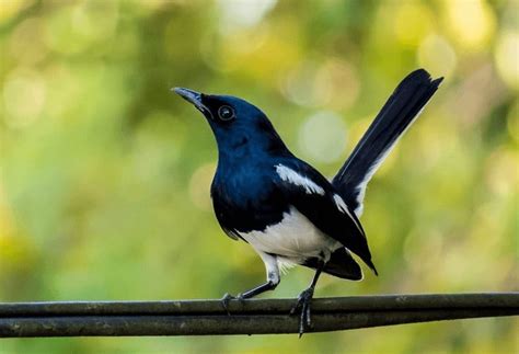 13 Jenis Burung Kicau Dengan Suara Termerdu