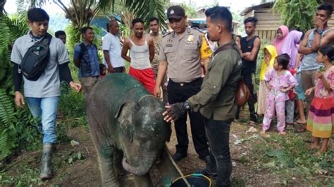 Terkena Jerat Anak Gajah Alami Luka Infeksi Parah Di Aceh Timur