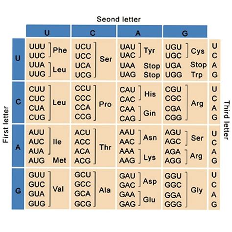 Mutation Definition Types Missense Nonsense Deletion Insertion Etc