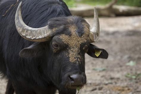Differences Between Buffaloes, Water Buffaloes and Bison - With Photos