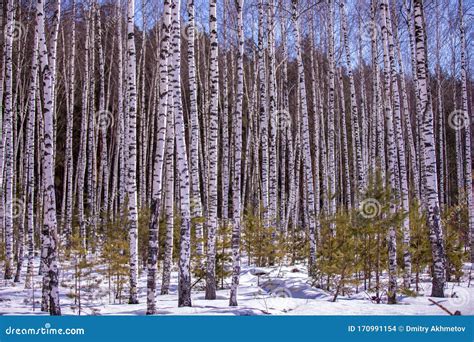 Birch Forest In A Central Part Of Russia Birches Standing In A Snow