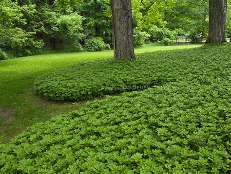 Wild Strawberry Native Plants Changehampton