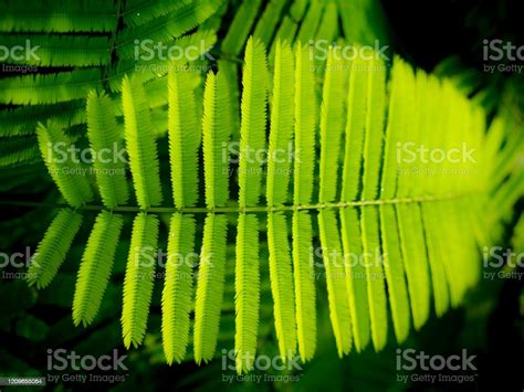 Cha Leaves Are Lined In The Row Stock Photo Download Image Now