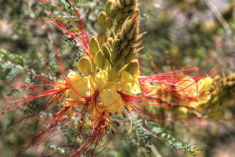 Mexican Bird Of Paradise Photograph By Donna Kennedy Fine Art America