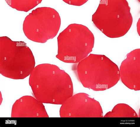 Red Rose Petals Stock Photo Alamy