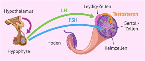 Hypothalamus Hypophysen Achse 19 Koleksi Gambar