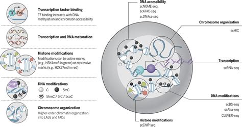 Single-cell epigenomics: Recording the past and predicting the future ...