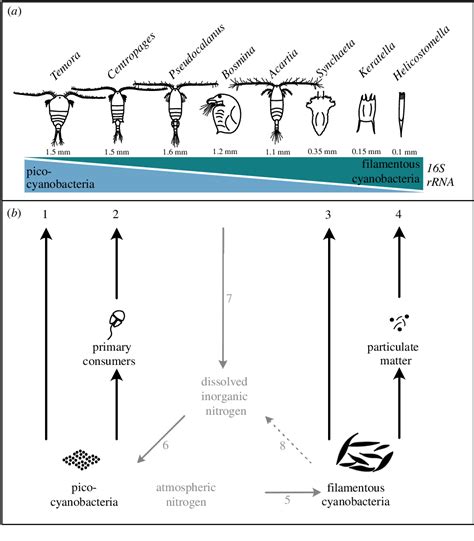 Figure 4 From DNA Metabarcoding Reveals Trophic Niche Diversity Of