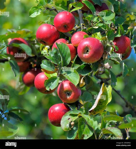 Apple Tree Variety Idared Stock Photo Alamy