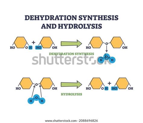 Dehydration Synthesis