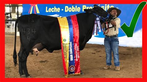 Vacas Lecheras Guzolanda Campeona Vacas Lecheras Y Carnicas